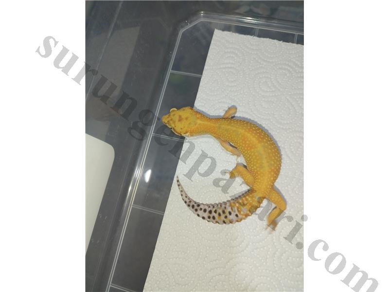 Uysal leopard gecko