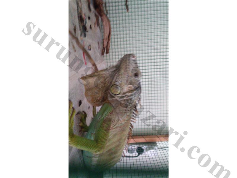 İguana 5 yaşında