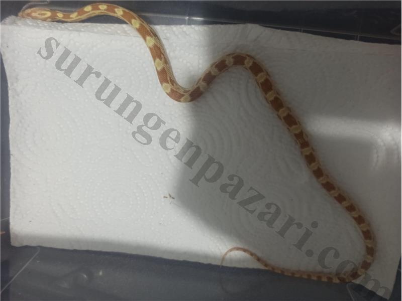 PrehistoricPets güvencesi ile CORN