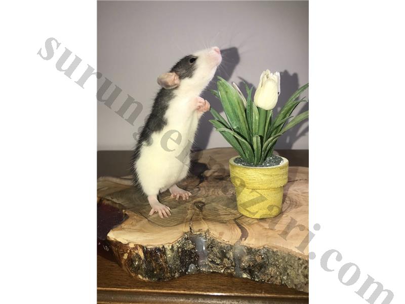 SON 3 ADET DUMBO VE FANCY HUSKY RAT YAVRUSU