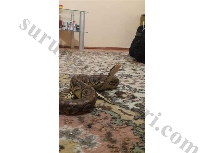 süper genli yarı fiyatına cift ball python