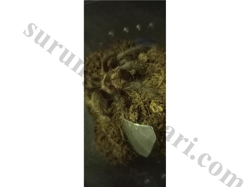 Brachypelma Albopilosum(tliltocatl albopilosus) l8