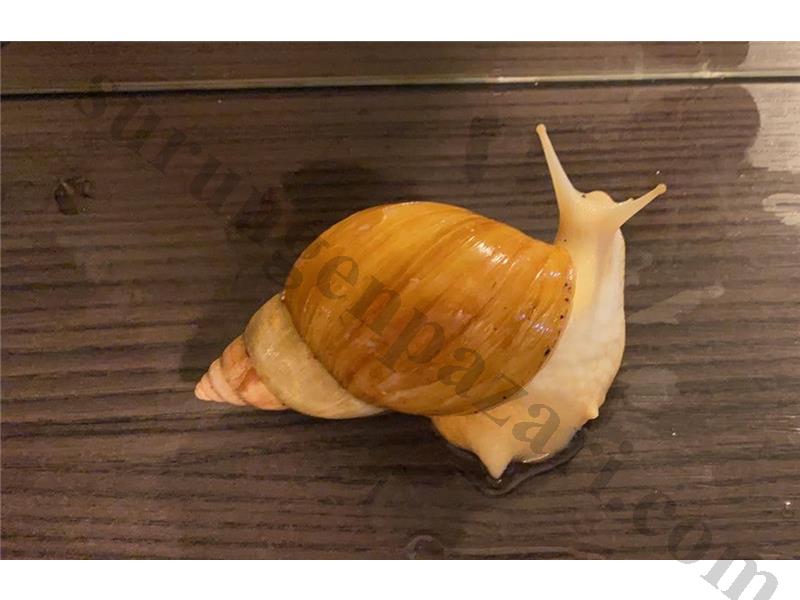 Dev Afrika Salyangozu Lissachatina Zanzibar Albino  0-1 cm 
