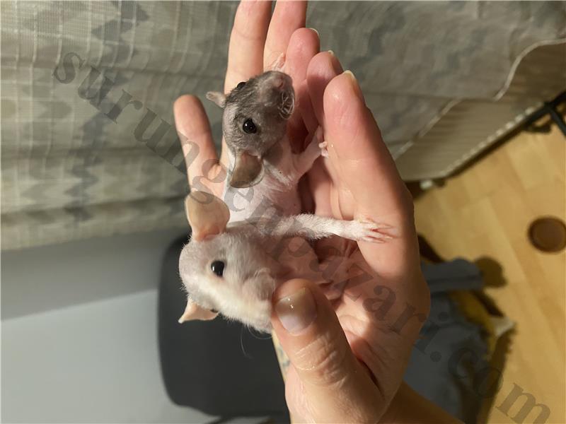 NAKED (sfenks) rat yavruları 