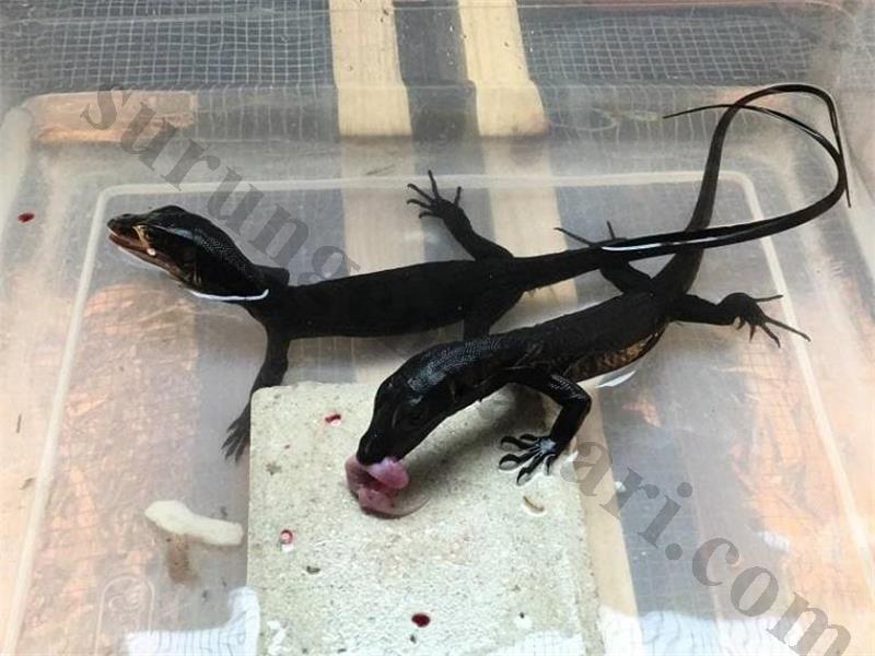 Kara Ejderha Su Monitörü (varanus Salvator)