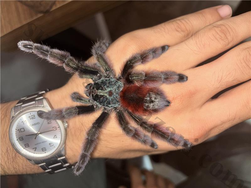Caribena Versicolor Adult 0.1