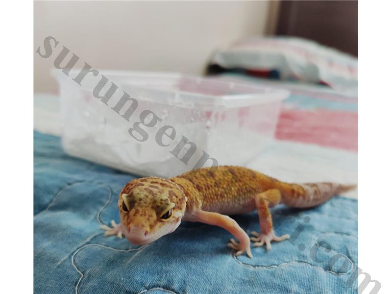 Acil Satılık tüm eşyalarıyla satılık Leopard Gecko