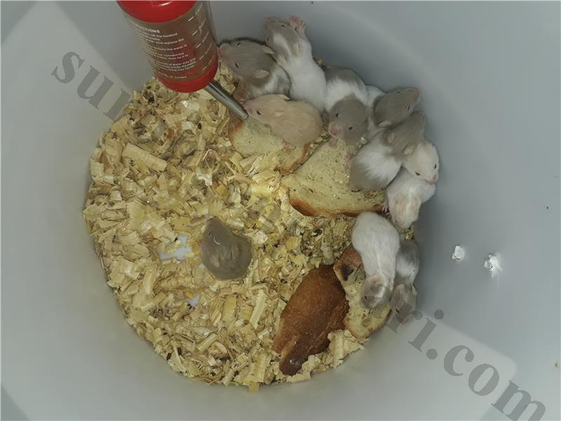 Üreticiden rat ve hemster 