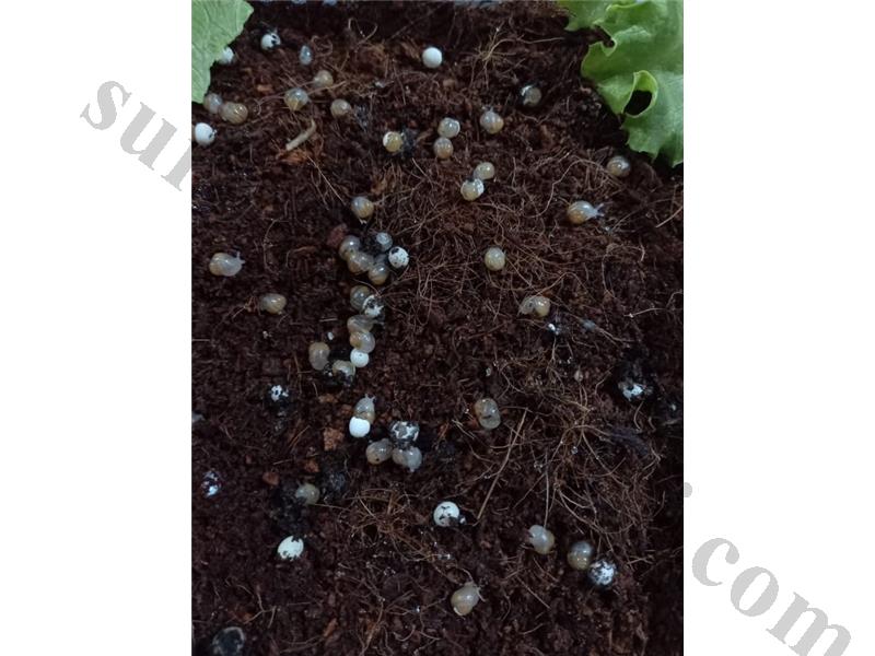 DEV AFRİKA SALYANGOZU YAVRU