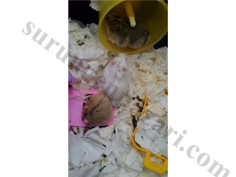 Yavru evde doğmuş temiz sağlıklı hamsterlar 10 tl