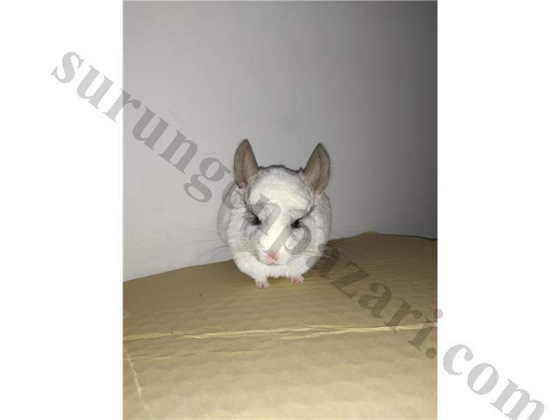 ( PASİF ) Beyaz mozaik Mutasyon chinchilla 