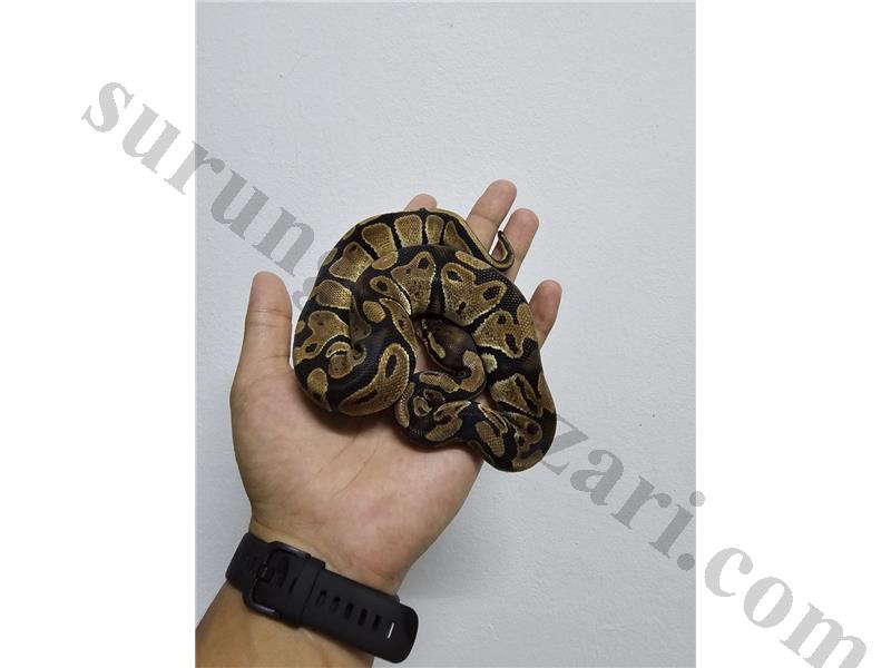 Ball Python Classic Yavru Tüm Türkiye Garantili Gönderim