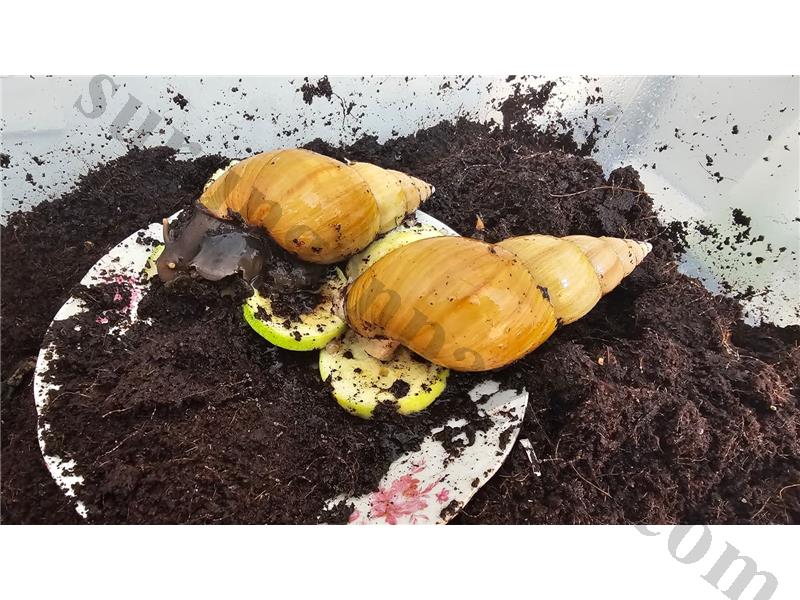 Yetişkin Sağlıklı Dev Salyangoz Çifti