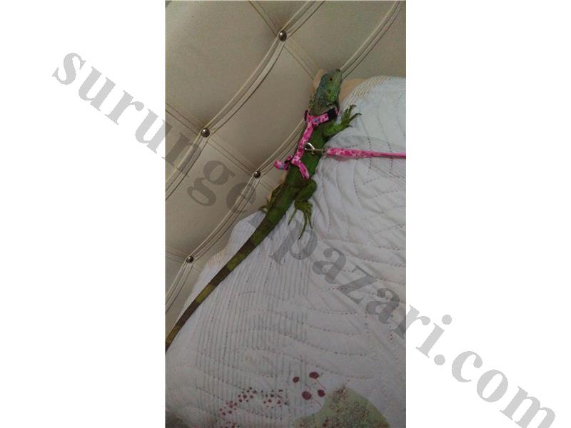 Sağlıklı ve uysal yavru iguana.