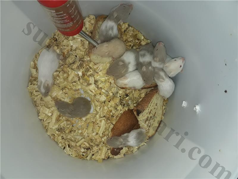 Rat ve hemster 