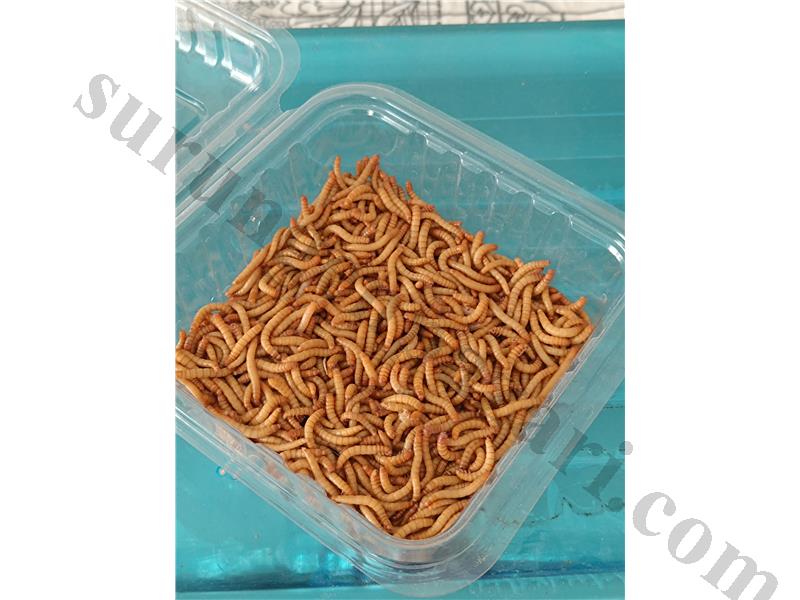 Un Kurdu Her Boy ufak canlılar için mikro boy