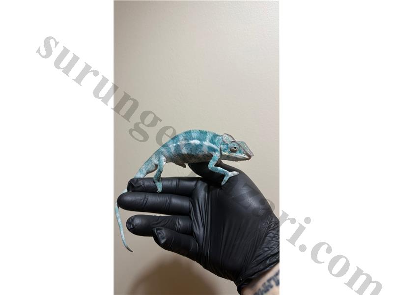 ÖZEL MAVİ PANTER BUKALEMUN