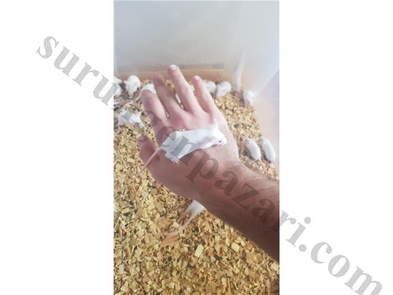 LAP - RAT - HAMSTER CANLI YEM VE EVDE BESLEMEYE UYGUN 