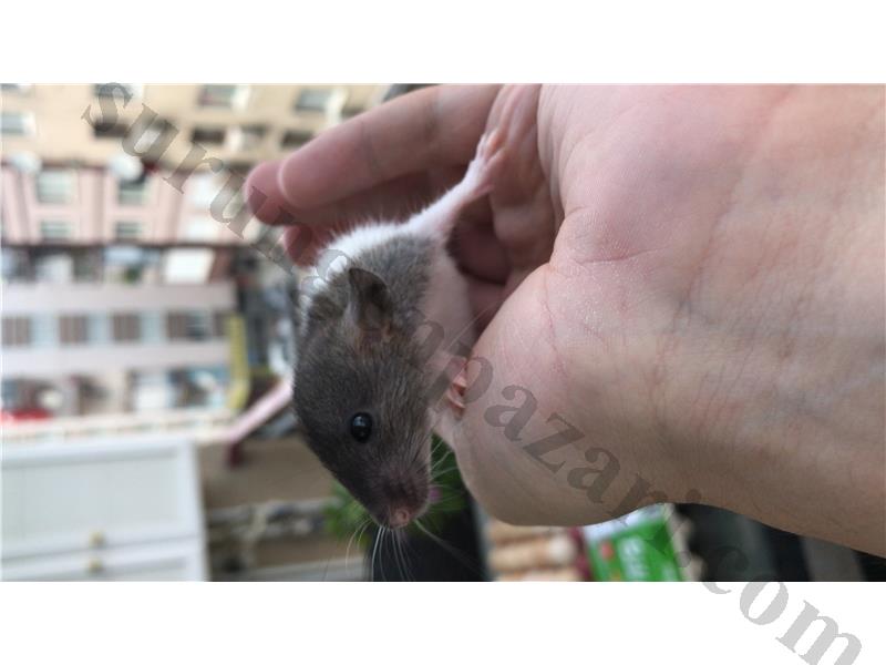 DUMBO RAT YAVRUSU