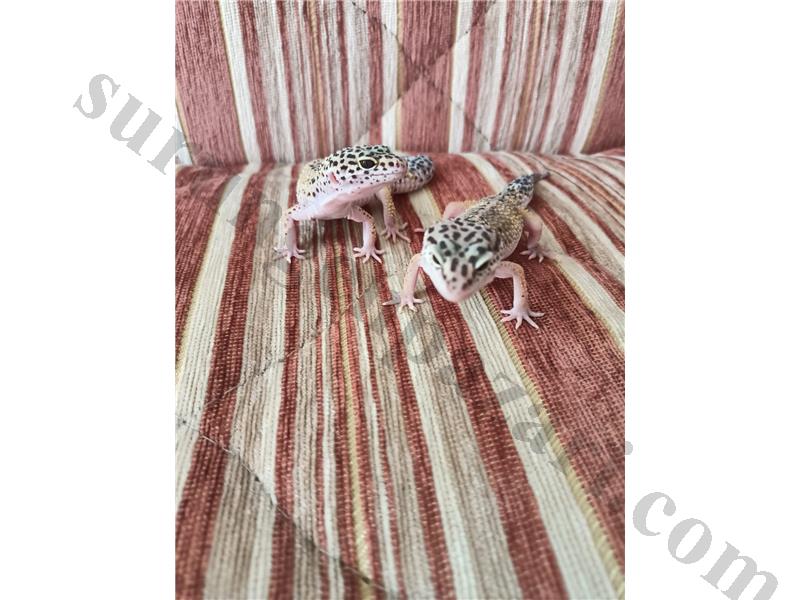 Leopar gecko