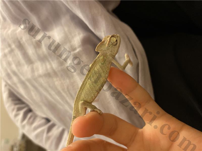 Yemen bukalemunu3-5 ay aralığında pazarlık vardır