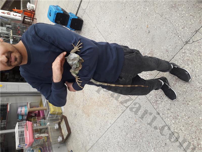 IGUANA TAMAMEN EVCILDIR