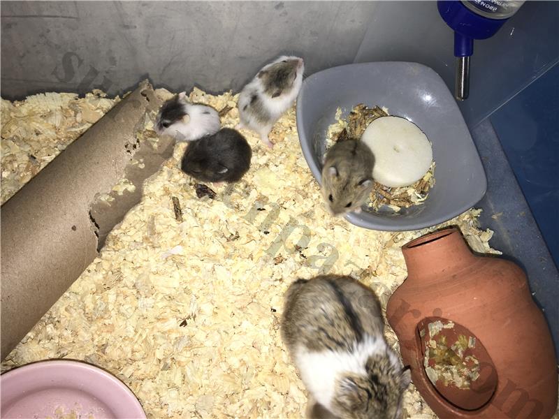 Sütten yeni kesilmiş ev üretimi bebek gonzalesler