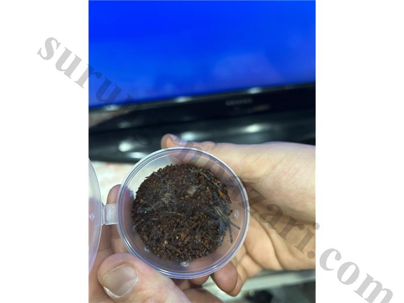 PrehistoricPets güvencesi ile Metallica