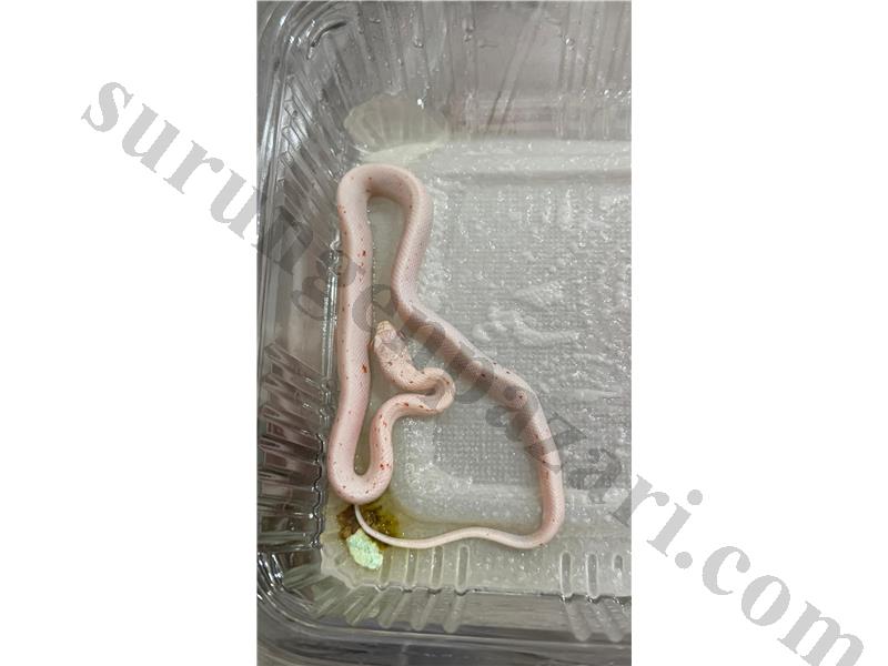 Nadirler nadiri Palmetto corn