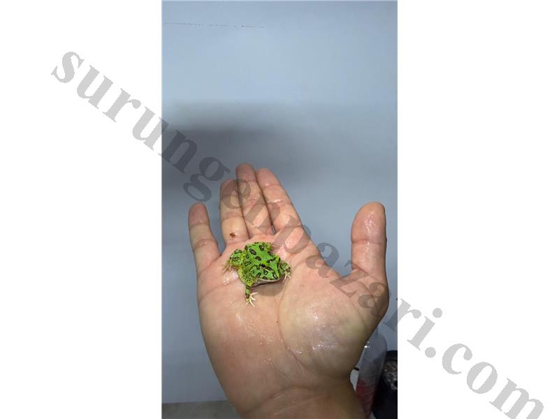 Yavru pacman kurbağaları 