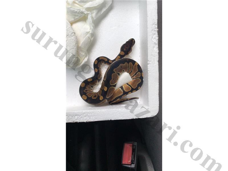 Yavru Ball Python 