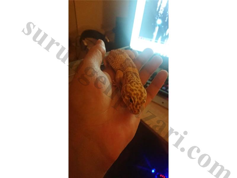 Erkek 9 aylık