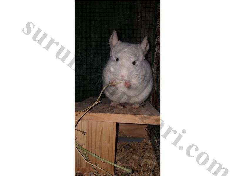 NADİR! Pink white Mutasyon Çinçilla