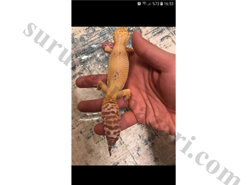 Leopar gecko