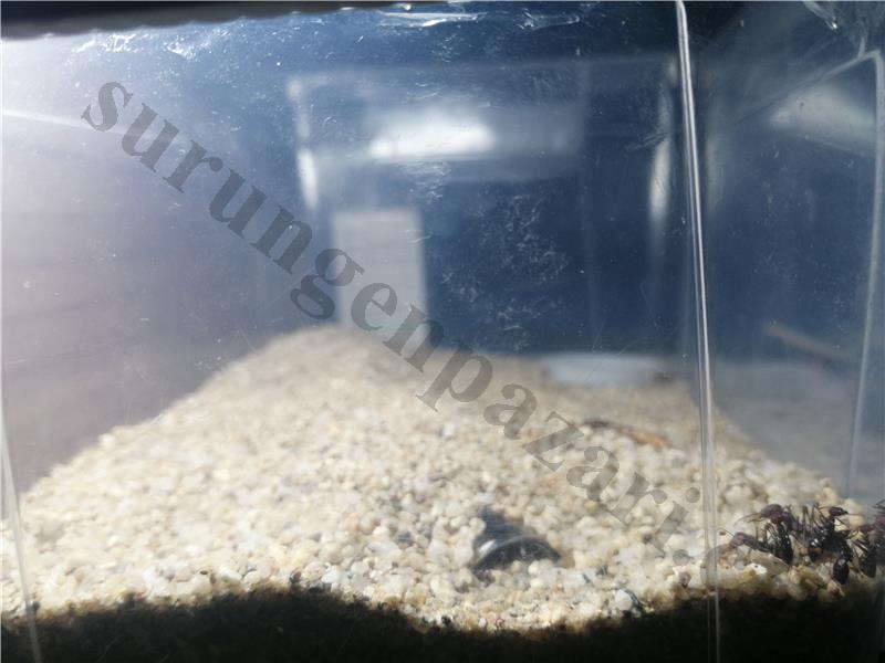 Cataglyphis Nodus Kolonisi