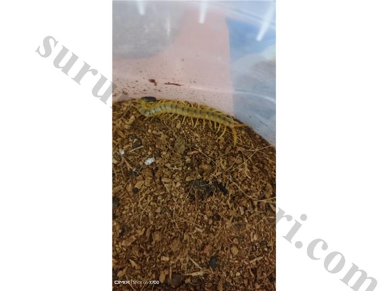 PrehistoricPets garantisi ile Scolopendra sp.