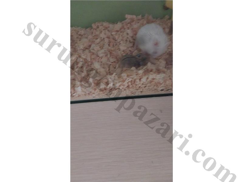 4 haftalık yavru hamster 