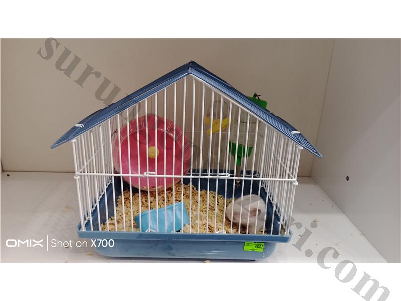 PrehistoricPets güvencesi ile SURİYE HAMSTERI