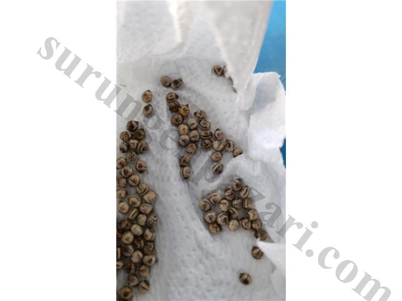 Extatosoma tiaratum ( yaprak böçeği yumurtası