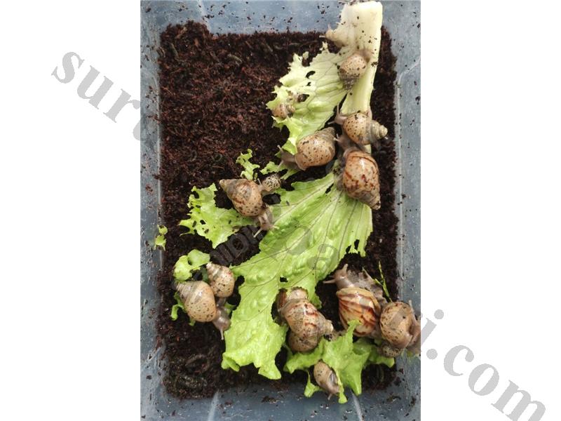 DEV AFRİKA SALYANGOZU (Kargo İmkanı).