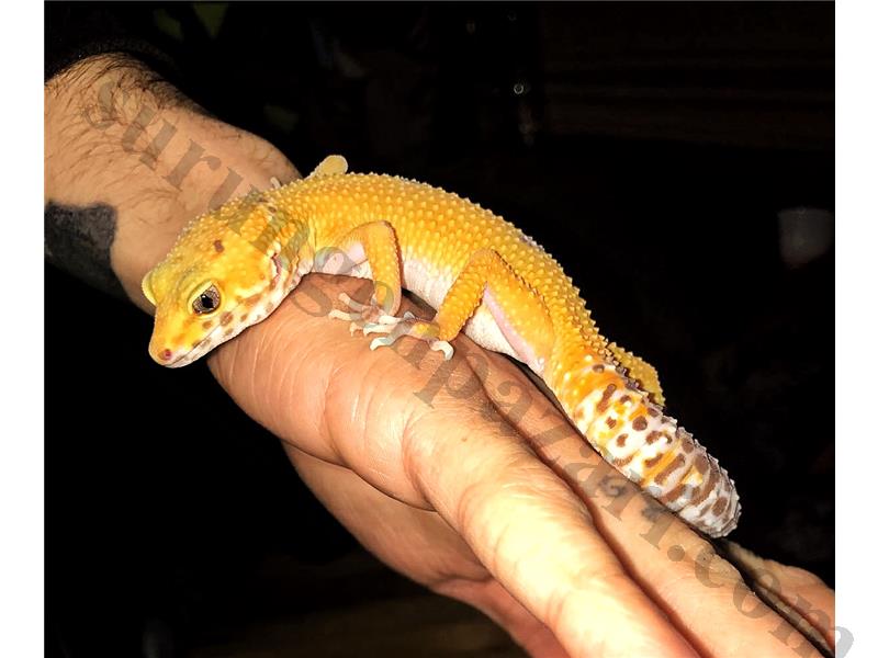 2 yaşında dişi sağlıklı leopard gecko