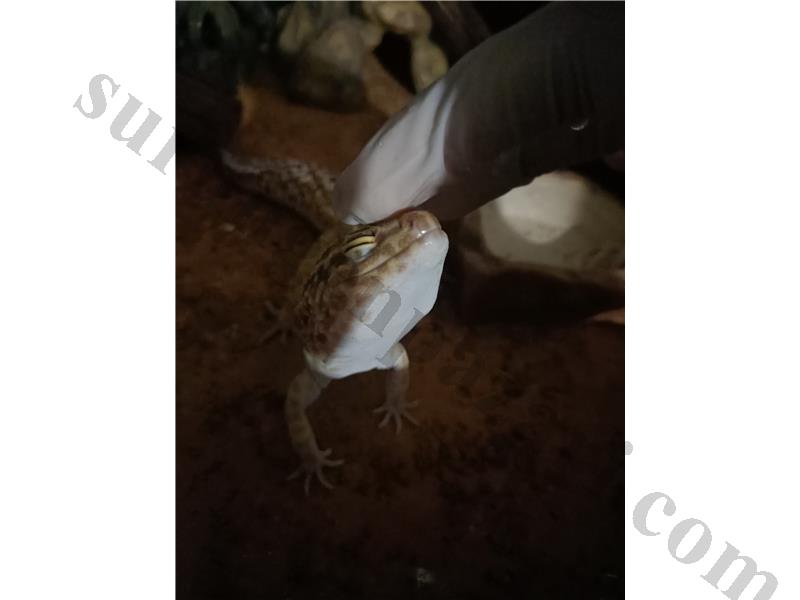 Leopard gecko