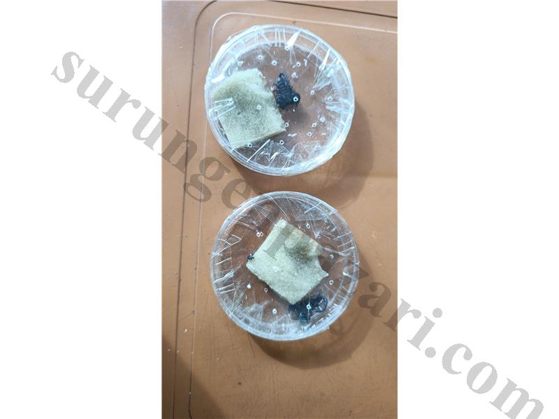 Uysal İtalicus akrep