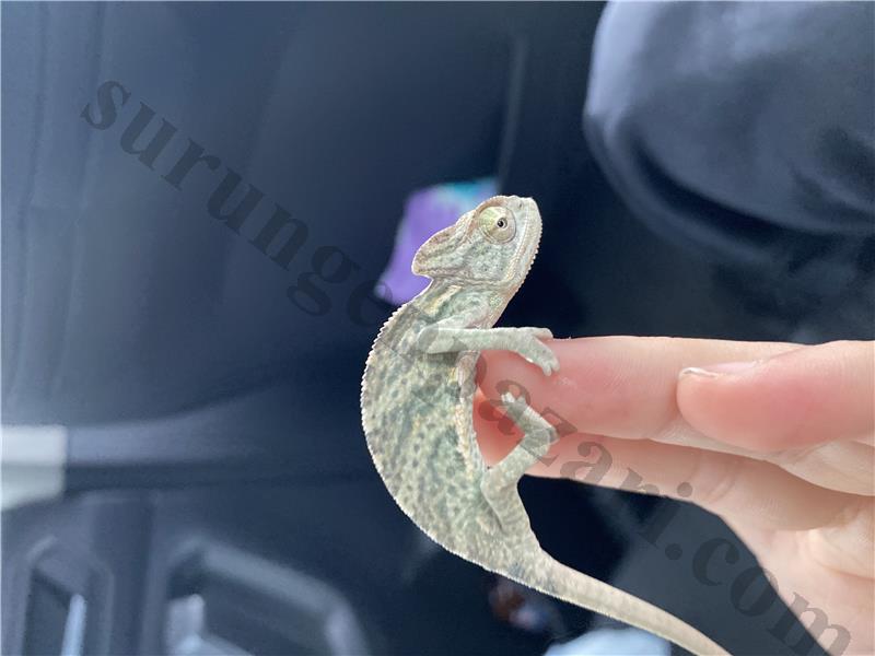 Sağlıklı yemen bukalemunu erkek