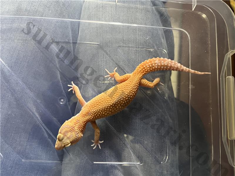 10 aylık dişi leopard gecko