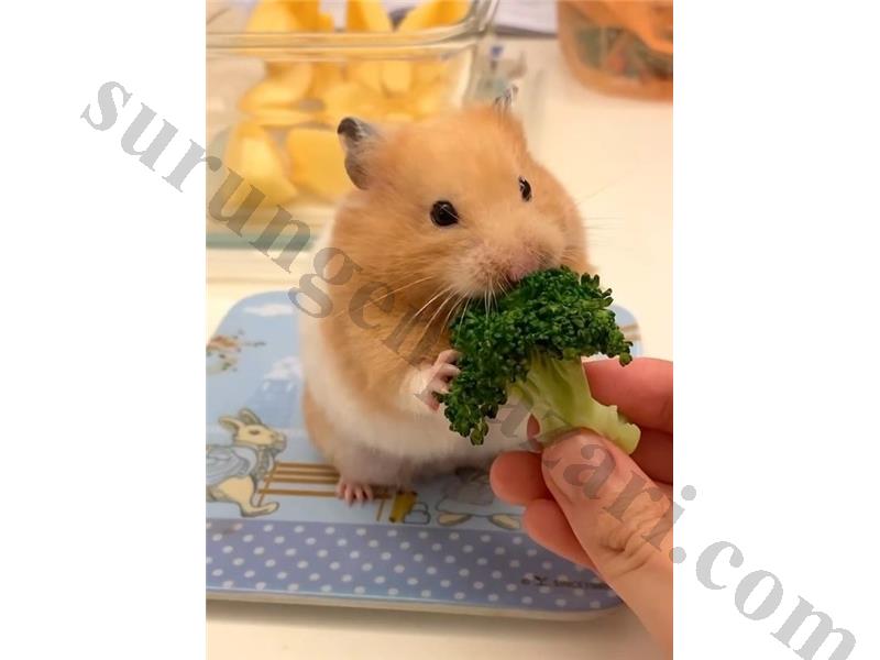 SURİYE HAMSTER YAVRULAR VE TÜM MALZEMELERİ ADRESE TESLİM