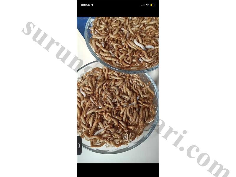 1ooo Adet un kurdu 3ooTL