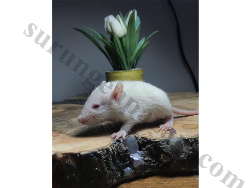  DUMBO, FANCY, SİYAH,KARAMEL RAT YAVRULARI