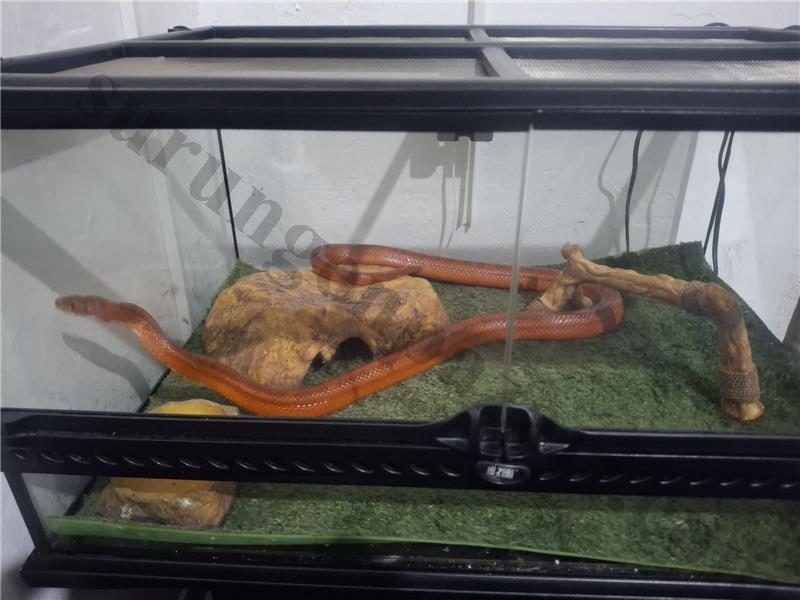 Bloodred dişi 3 yaş exo terra ile