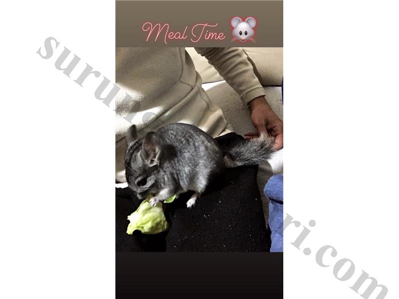 Nadir Chincilla 1 yasinda